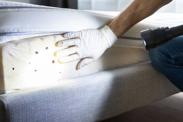 Best Residential Pest Control  in King, NC