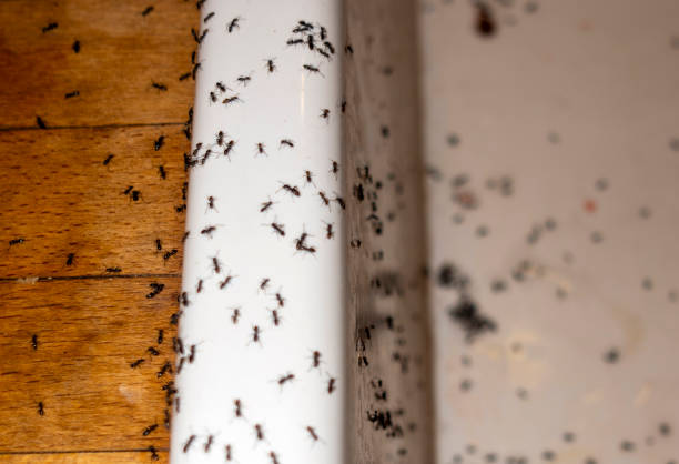 Reliable King, NC Pest Control Solutions