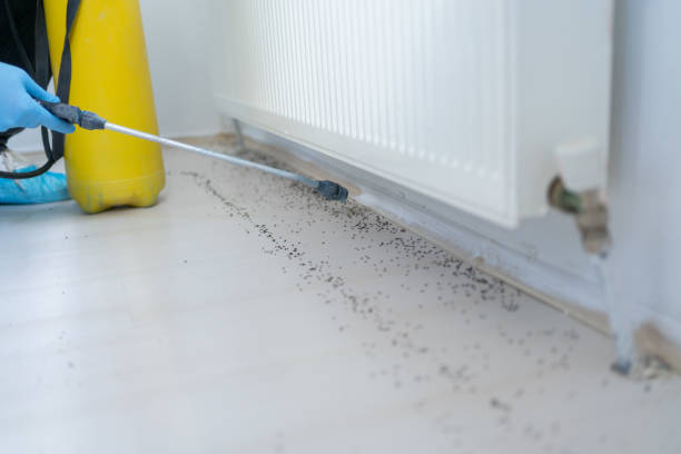 Best Affordable Pest Control Services  in King, NC